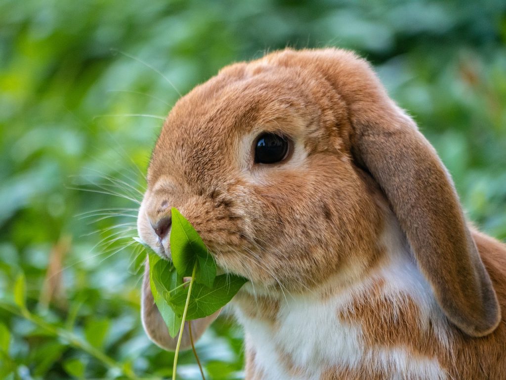 hare, rabbit, pet
