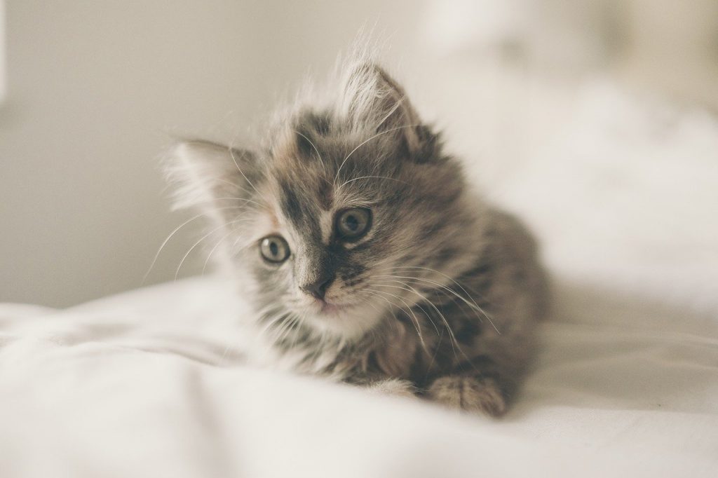 kitten, cute, cat
